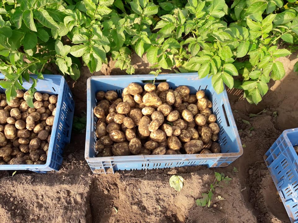 Nieuwe Oogst 2020 Lensink Aardappelen